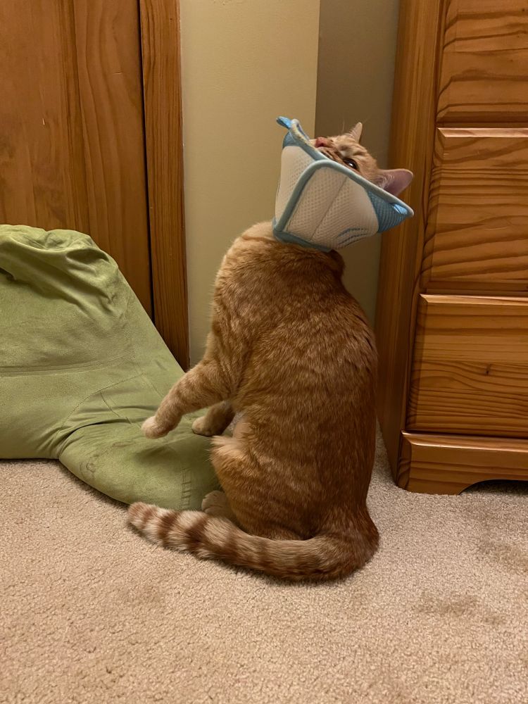 An orange tabby cat recovering from surgery with a light blue and white fabric shark cone around his neck sitting up and looking confused about what he is wearing