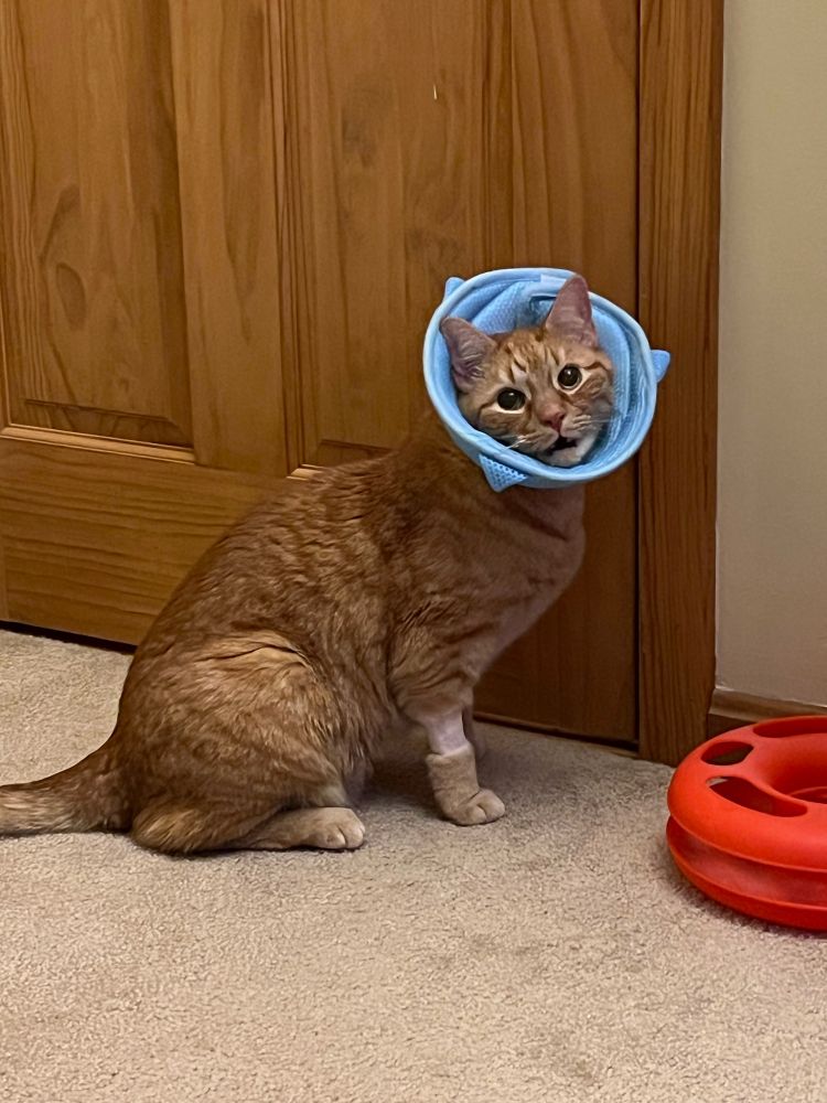 An orange tabby cat recovering from surgery with a light blue and white fabric shark cone around his neck looking at the camera with his mouth slightly open