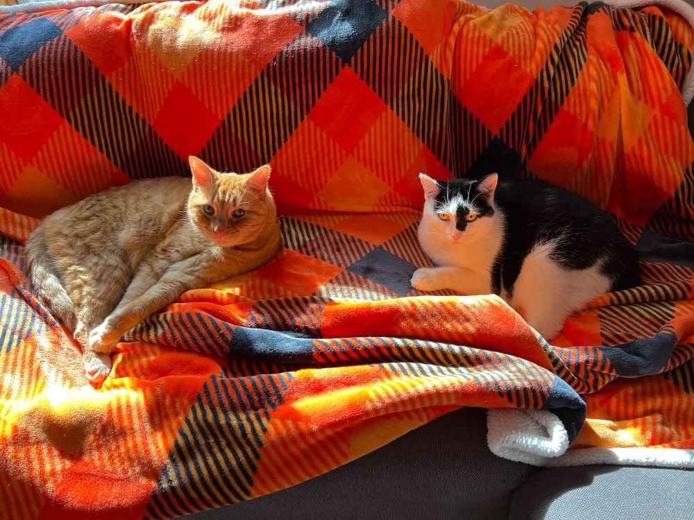 An orange tabby cat named Wil (left) and a black and white, polydactyl Manx cat named Lyn (right) on an orange and black blanket in the sunlight