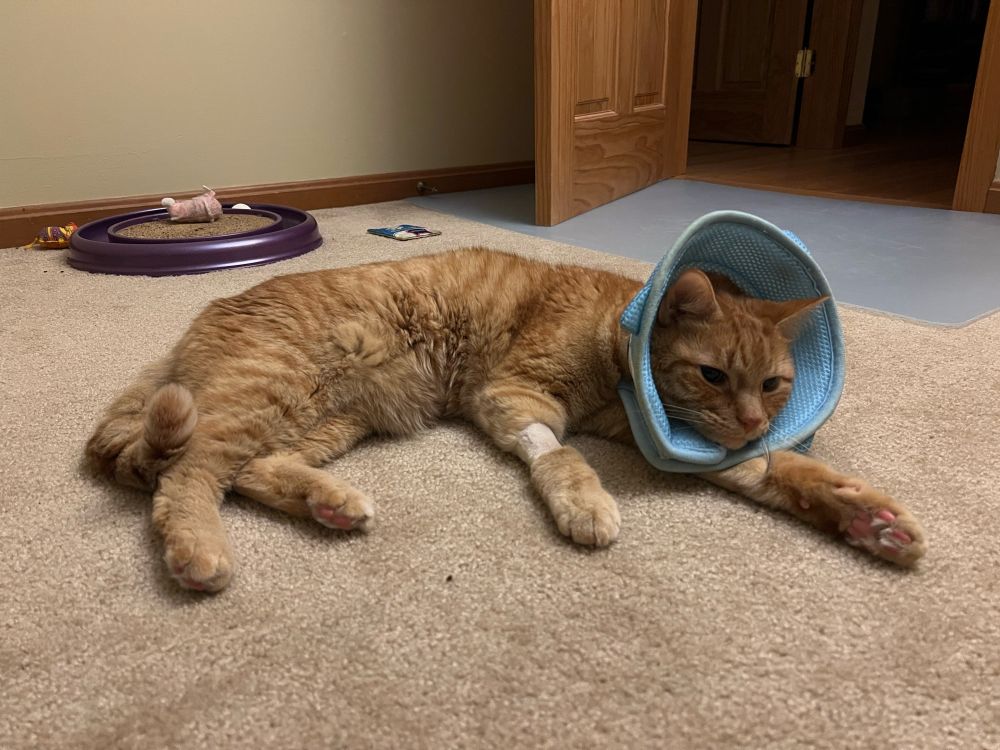 An orange tabby cat recovering from surgery with a light blue and white fabric shark cone around his neck (finally) lying down and resting rather than erratically pacing around the house