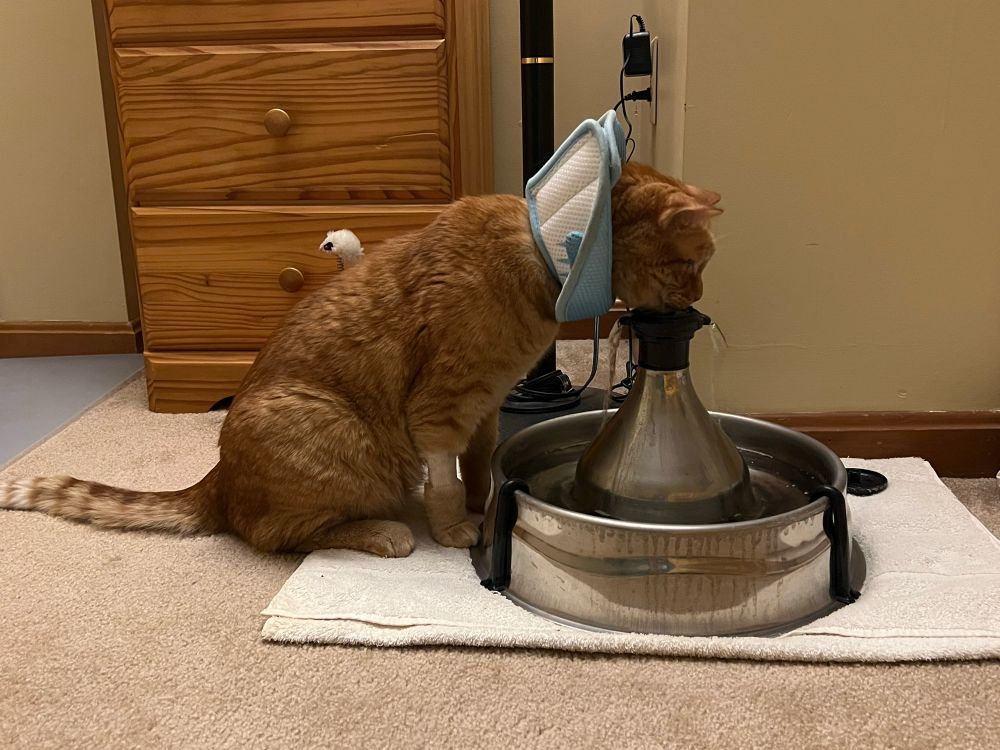 An orange tabby cat recovering from surgery with a light blue and white fabric shark cone around his neck folded back so he can drink from the top of his water fountain without getting it soaking wet