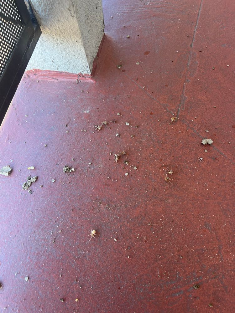 pale spiders scattered across a red ground
