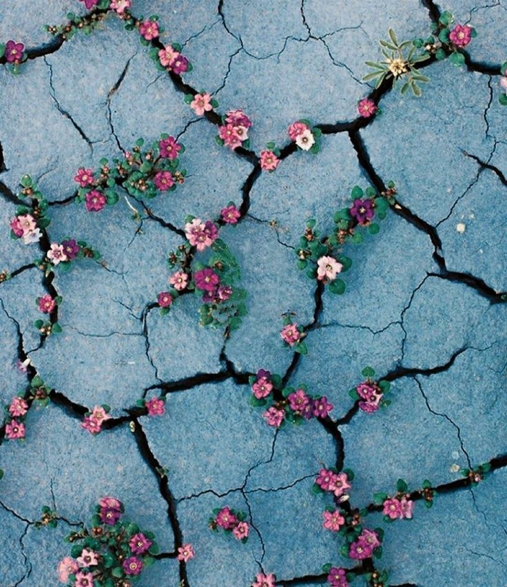 A cracked pavement with pink flowers growing in the cracks.