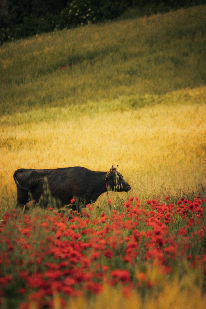 Cow In A Field Of Flowers
Photo By Abdelilah Hibat Allah Via Pexels