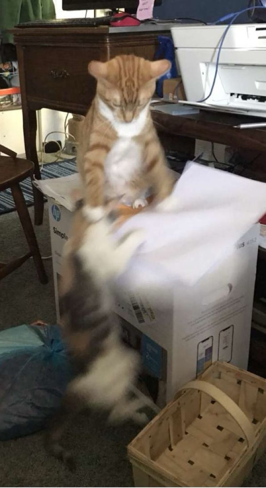 A blur of a dilute calico kitten attacks a bigger orange cat sitting on a box. The orange cat is smacking the kitten’s head. 
