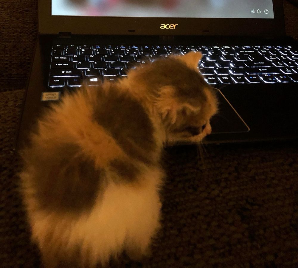 A dilute calico kitten sits in front of a laptop keyboard. This was when she was learning to use social media. 