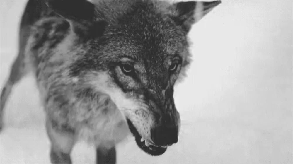 a black and white photo of a wolf standing in the snow .