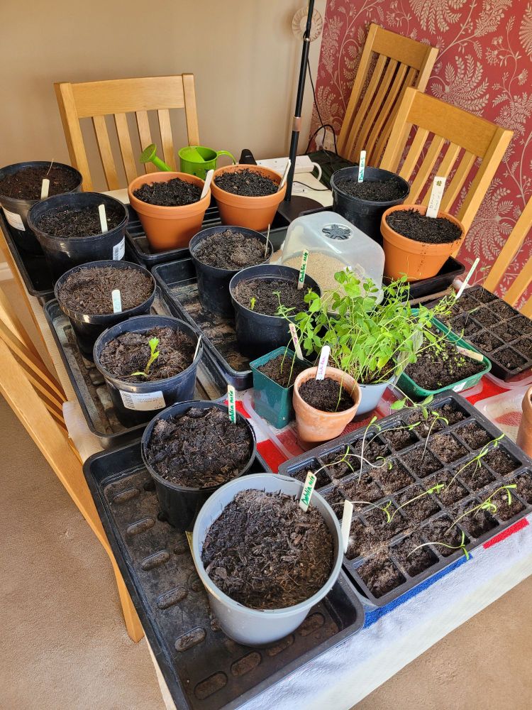 Dining table full of pits of soil and some emerging seedlings