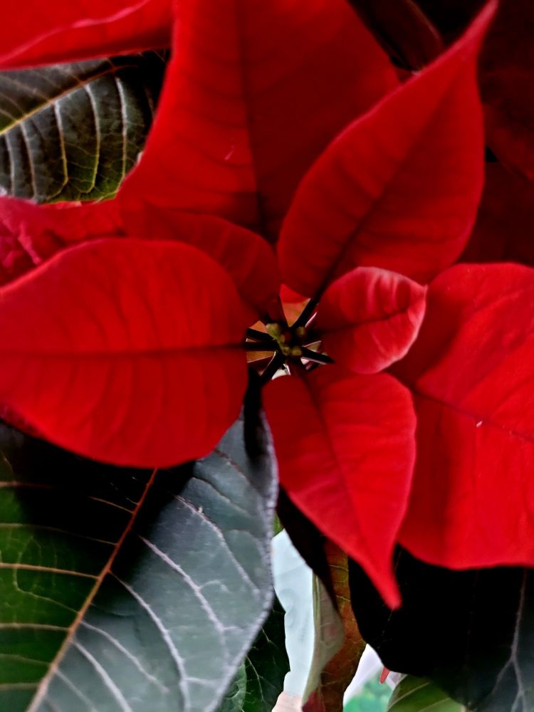 Close up of poinsettia red and green bracts