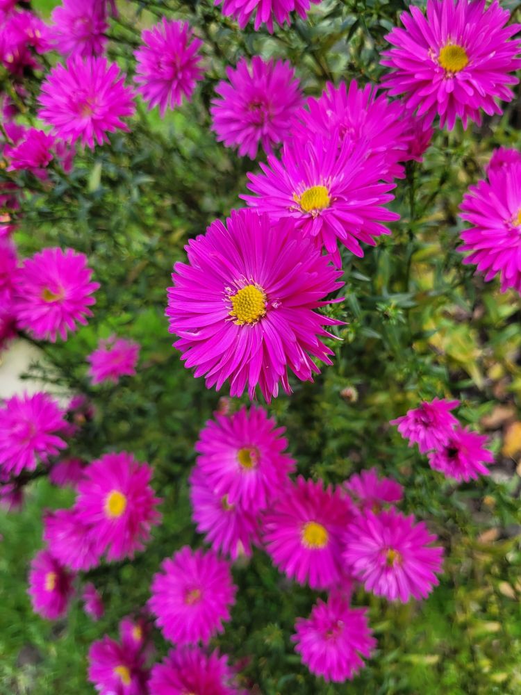 Lots of shocking pink aster flowers in close up.