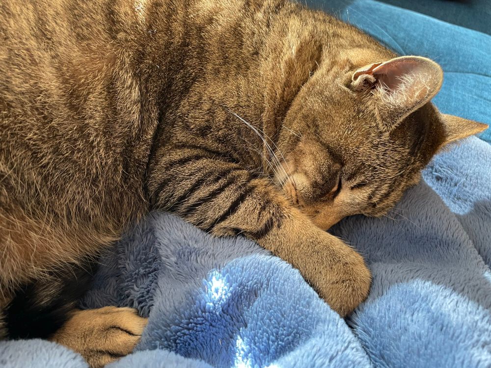 A grey tabby asleep in a patch of sunlight