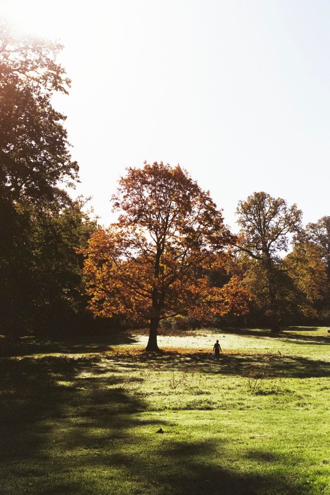 A tree in the middle of a park. We can distinguish the shadow of a person behind the tree. The fall light draws nice shadows. The sky is grey. 