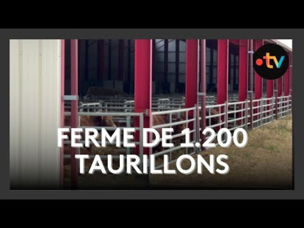 Stockage illégal de fumier : le préfet met en demeure une ferme de 1200 taurillon dans la Vienne