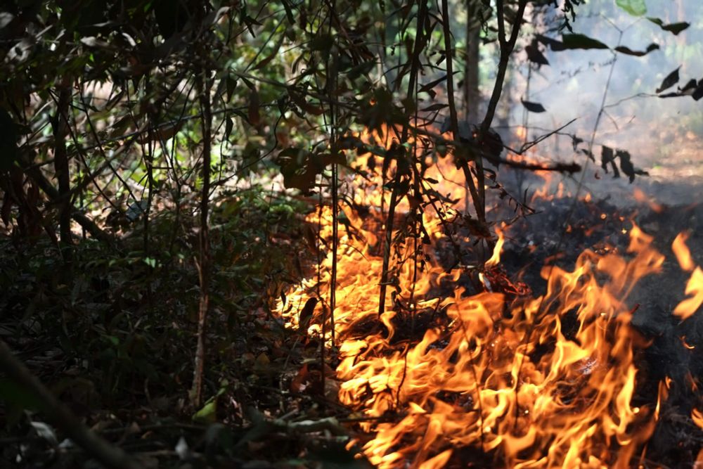 Tudo o que você queria saber sobre fogo na Amazônia, mas não sabia para quem perguntar - IPAM Amazônia