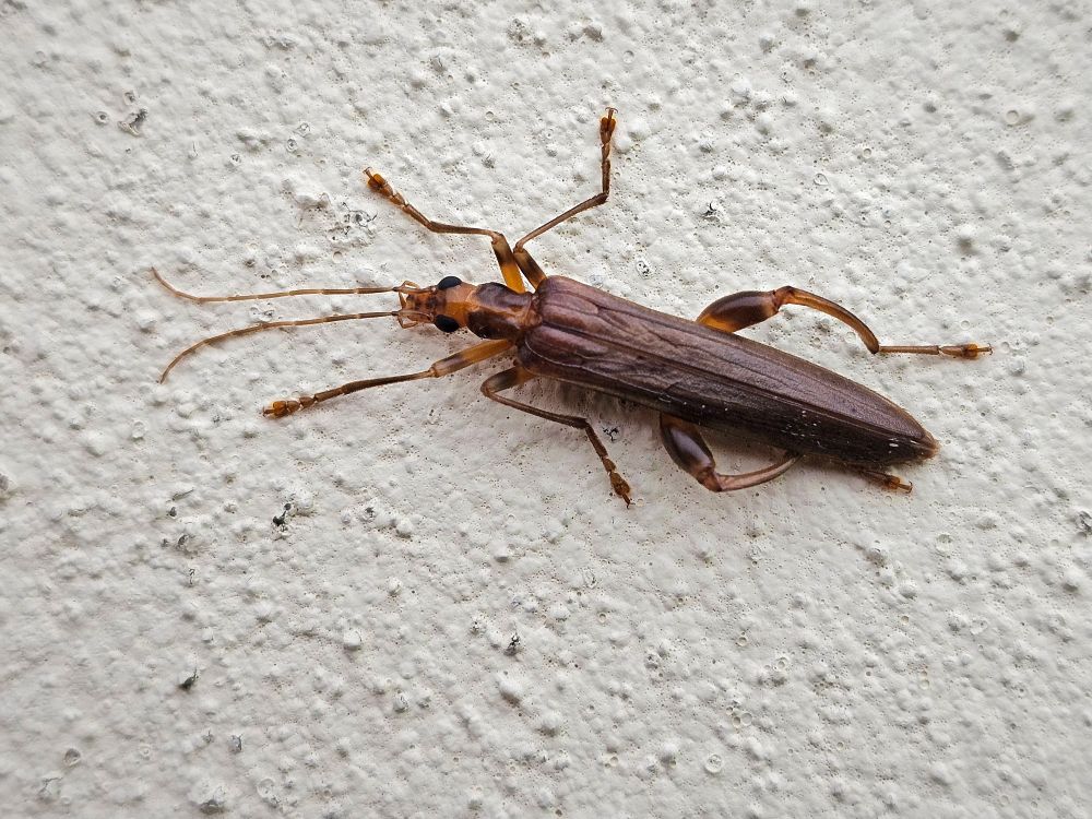 Oedemera femoralis, a nationally scarce species of false blister beetle