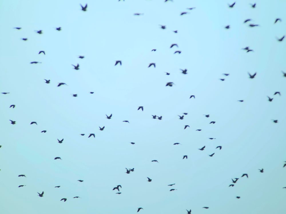 Blue sky Woodpigeon movement