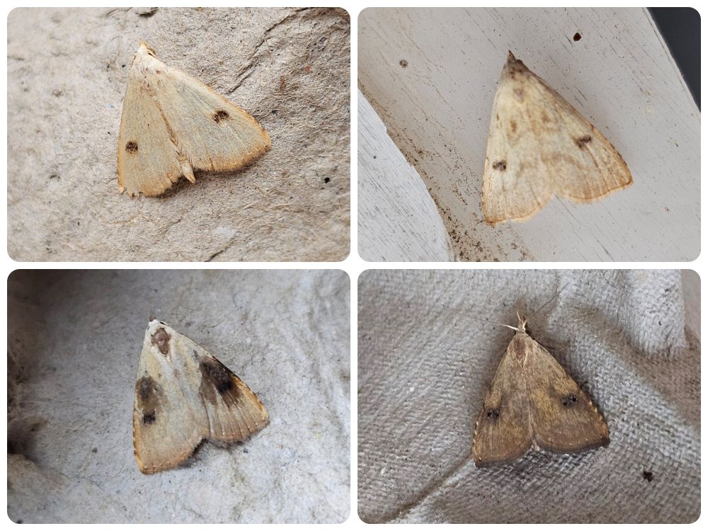 Four Straw-dots showing significant pattern variation