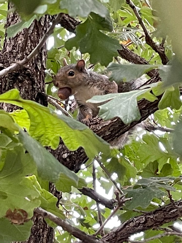A squirrel with an acorn in its mouth peers out between the leaves of an oak tree 