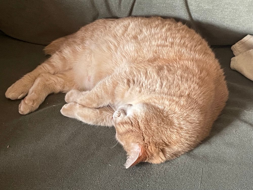 A plump orange cat asleep on his side