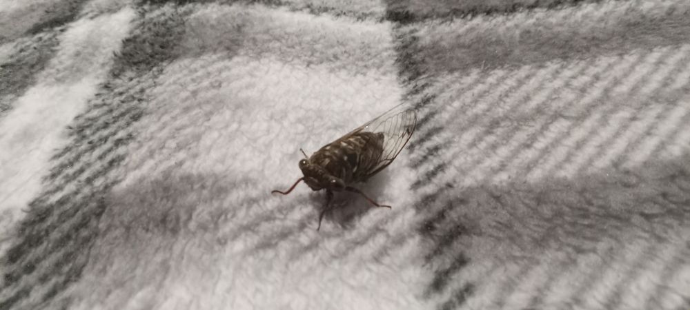 Cute cicada