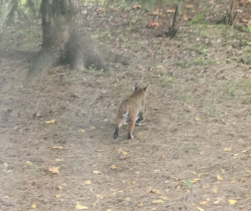 A fuzzy picture of a bobcat moving away from the photographer. 