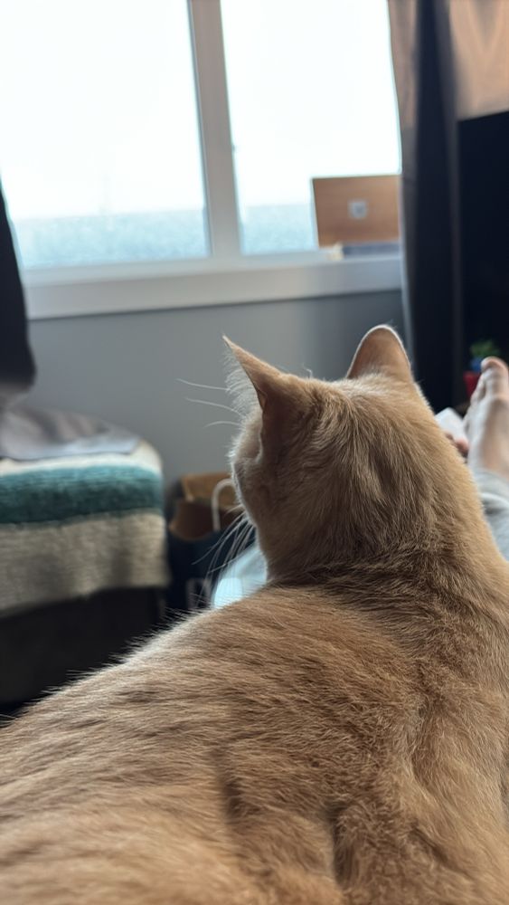 a big apricot orange cat sits on a pair of legs while he stares out a window on a stormy day