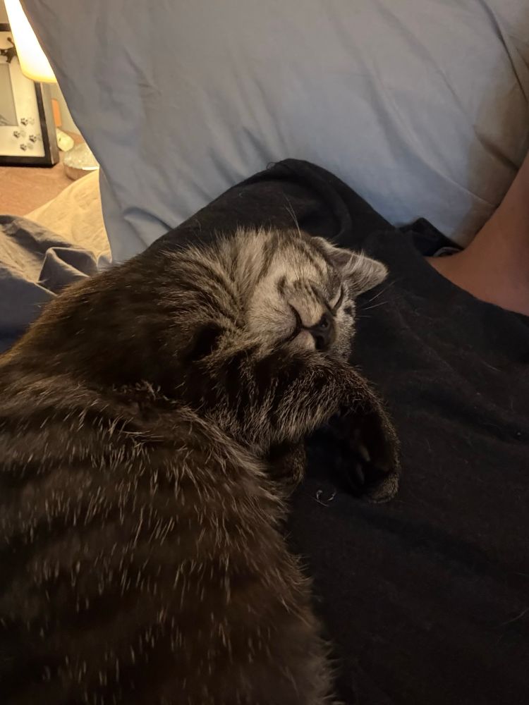 Small black tabby kitten curled up in the crook of someone’s arm; very sweet