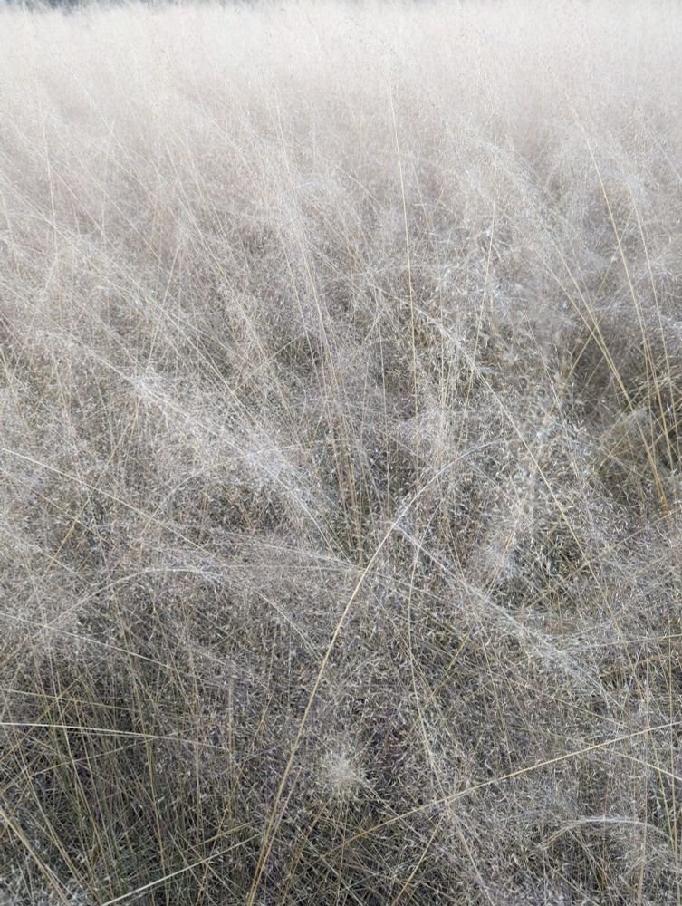 an abstract close up picture of winter grasses which are beige and white and fuzzy