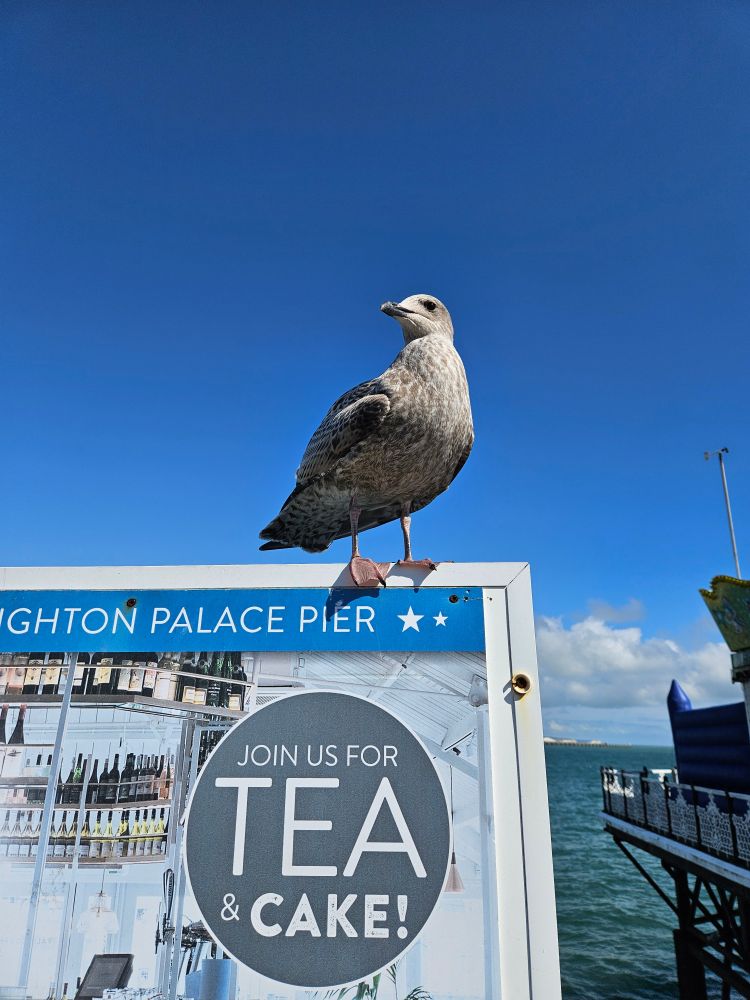 A young seagull perched on top of a sign which reads join us for tea and cake. Blue sky and sea behind it.