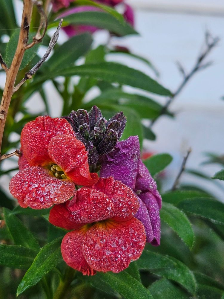Close up shot of pink and red wallflowers with frost crystals on the petals and leaves. 