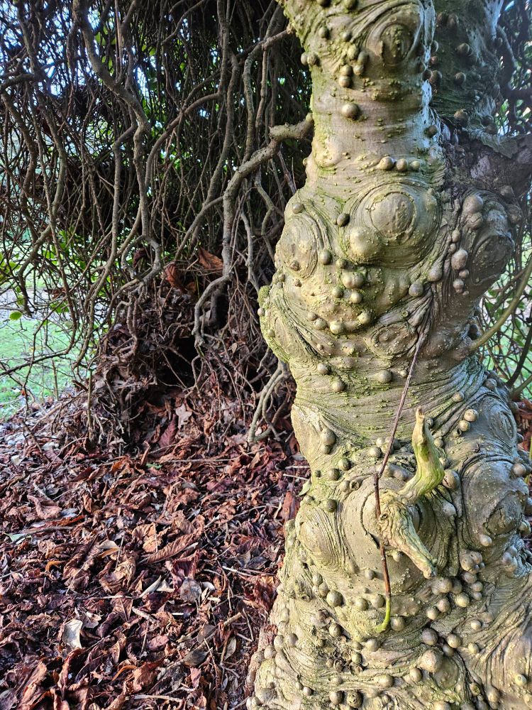 A greenish tree trunk on the right side of the picture which is very gnarly and lumpy, on the left behind it is a pile of dead leaves stacking up against the vertical lines of the branches of the tree. 