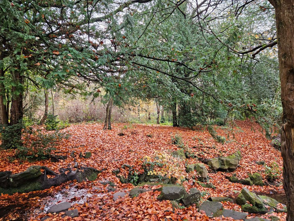 Scene from a park, orange-brown leaves cover the rocky ground, there is a small patch of stream visible reflecting the light, and evergreen trees are in the foreground. Behind them are some birch trees. 