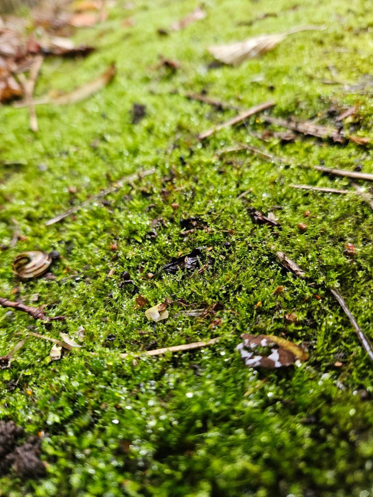 A close up of green moss, with a snail shell and some twigs lying in it. 