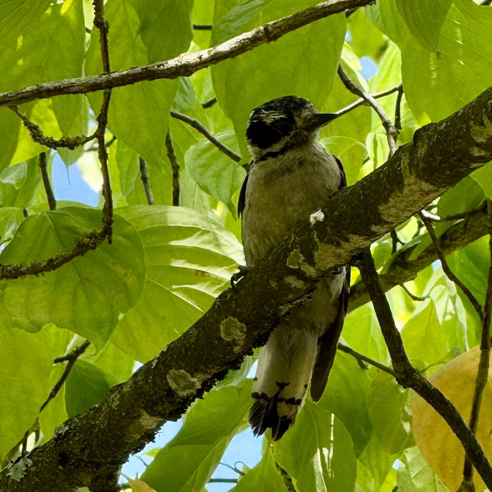 A smallish downy woodpecker in a dogwood tree