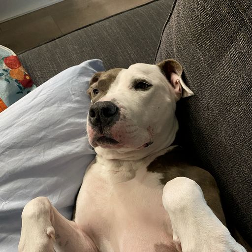 A white and brown pitbull lying on her back