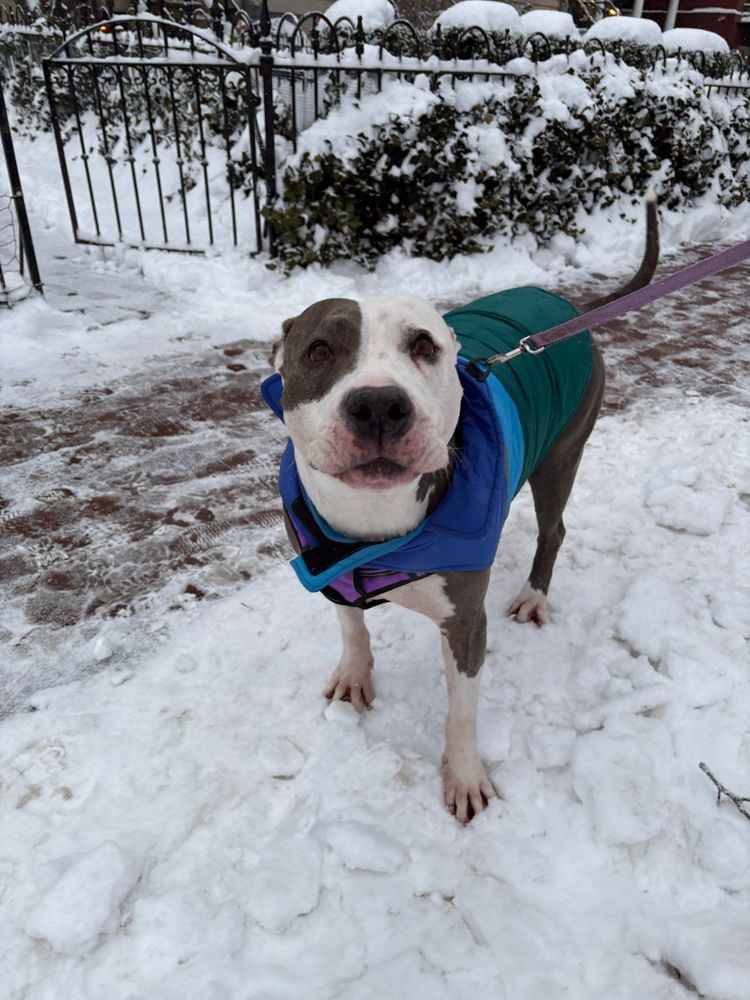 My pitbull in the snow