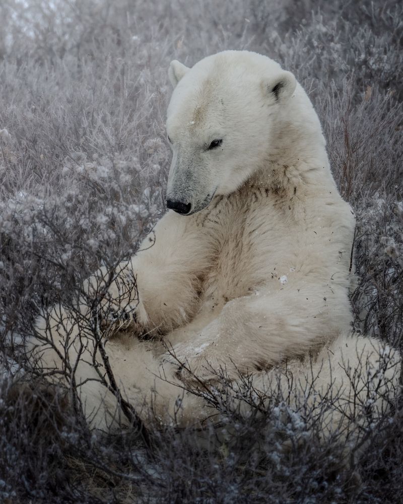 Polar bear sits idle waiting for the big freeze 