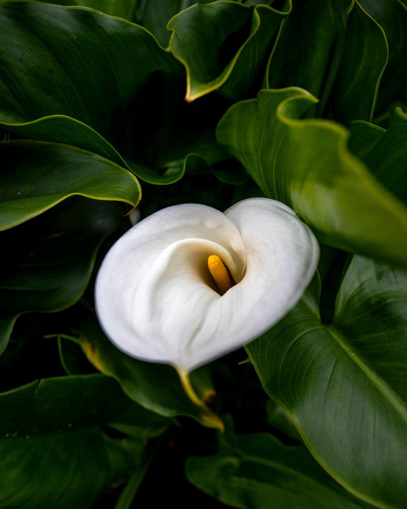 Cala Lily framed in its own rich green foliage 