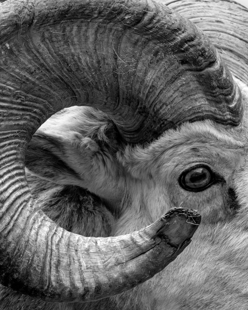 A tight shot of a big horn sheep in Waterton 