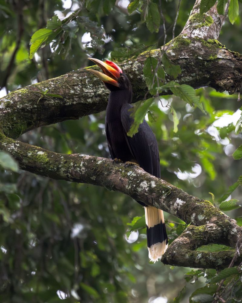 A rhinoceros hornbill rests in a tree in the Borneo rainforest in Malaysia 