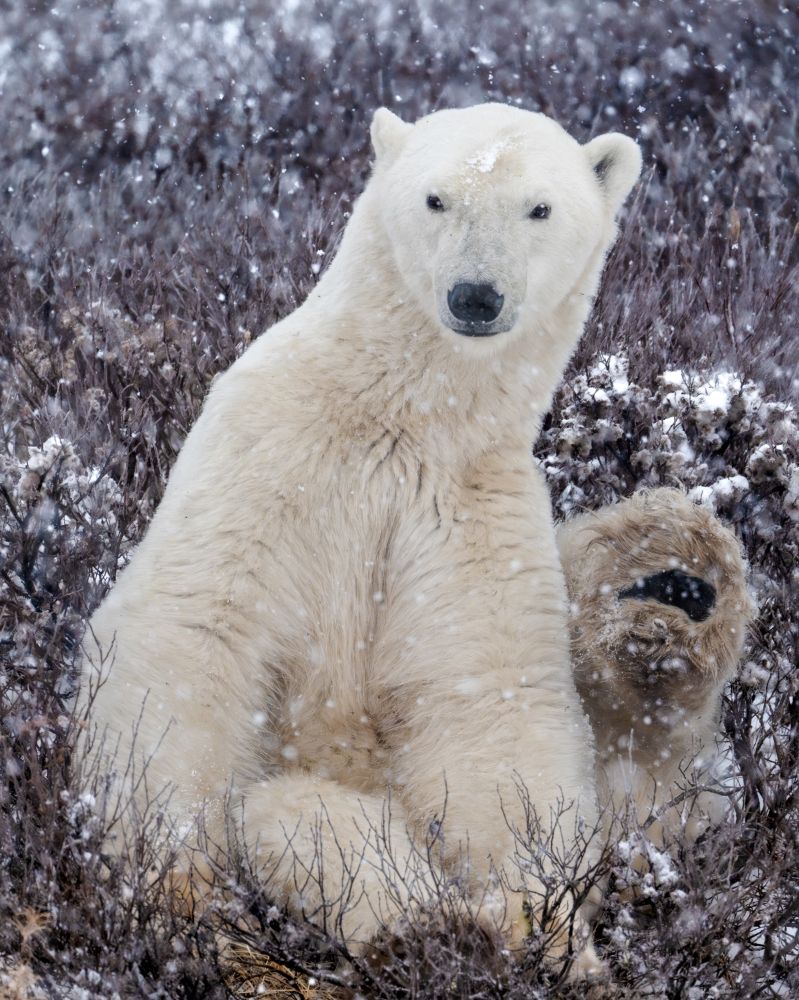 Polar bear sitting up with his back paw up like a wave 