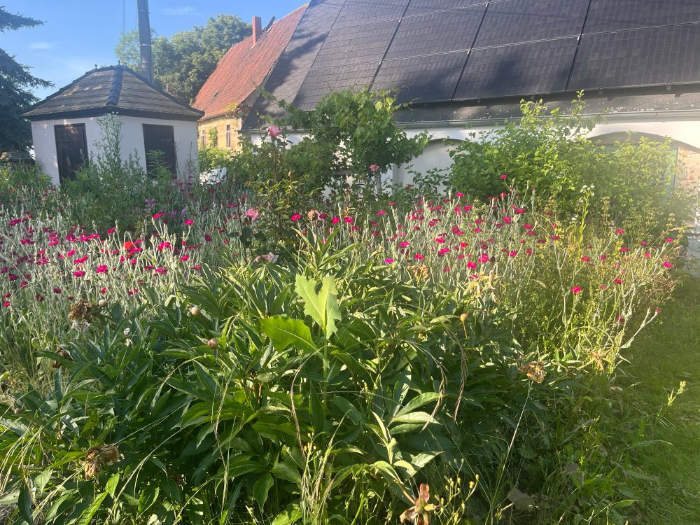Naturgarten mit vielen blühenden Pflanzen. Im Hintergrund ein Gebäude mit einer Photovoltaikanlage auf dem Dach