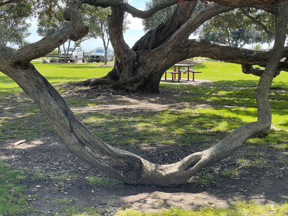 Pōhutukawa branch having a wee lie-down.