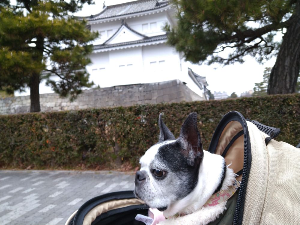 二条城をバックに犬が犬用カートに乗っている。