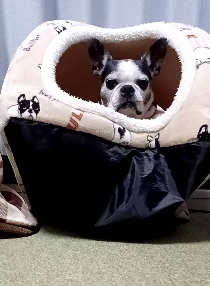 犬用カマクラの出口が上を向いてしまい出られなくなった犬が出口から顔を覗かせている。