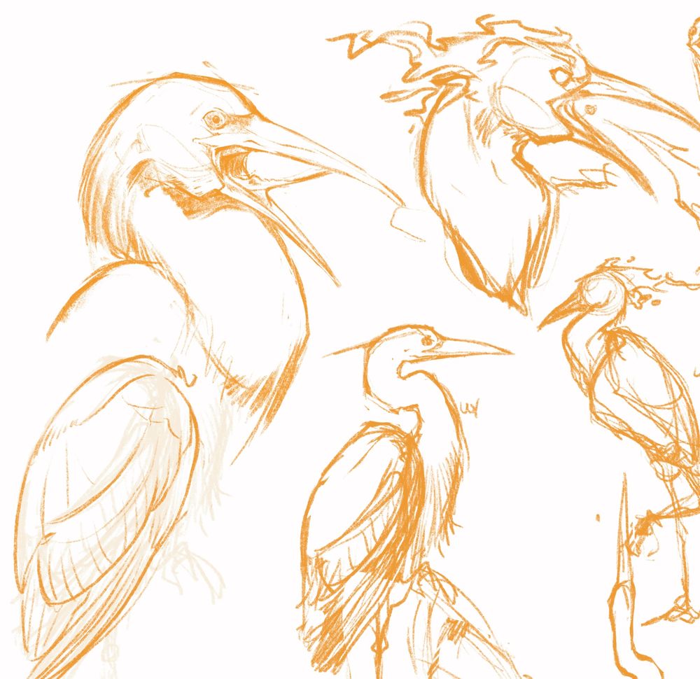 Digital sketches of herons and a couple moltres based on herons