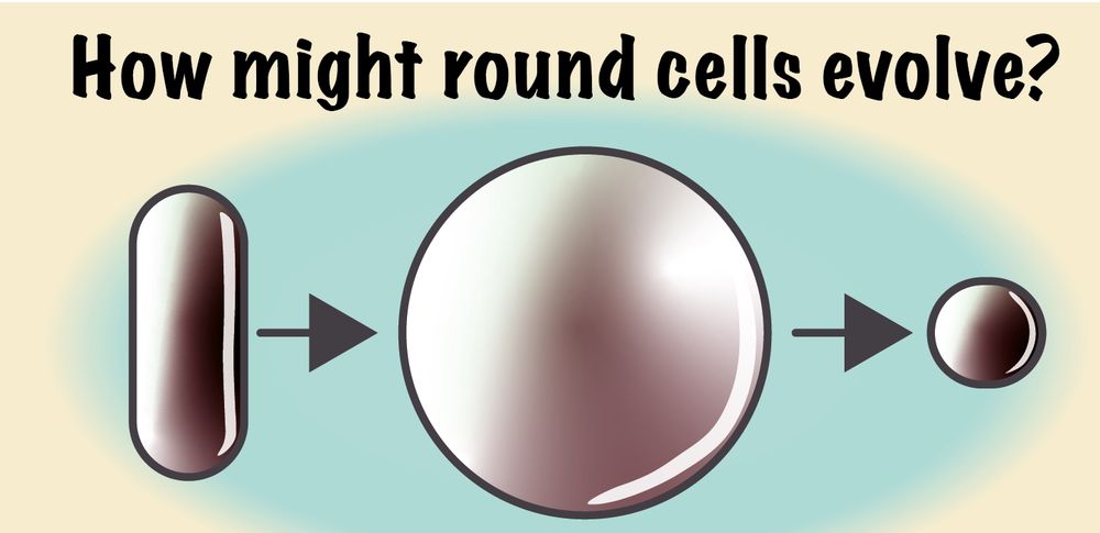 A rod like cell becomes a fat spherical cell, which becomes a small spherical cell. 