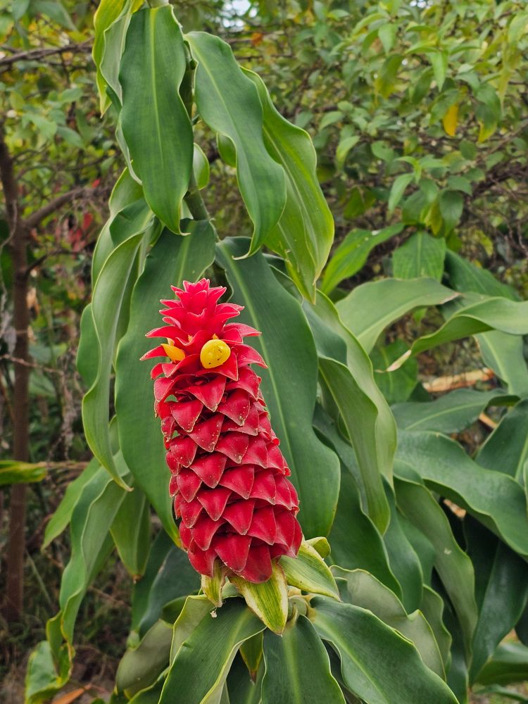 Red flower with yellow eyes and tongue sticking out. 