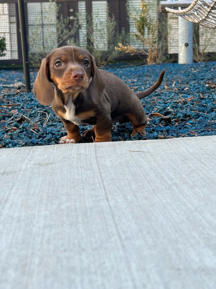 Chocolate and tan dachshund puppy 