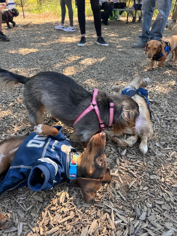 Chocolate and tan dachshund in a cowboys jersey doing a thousand yard stare while laying on the ground 